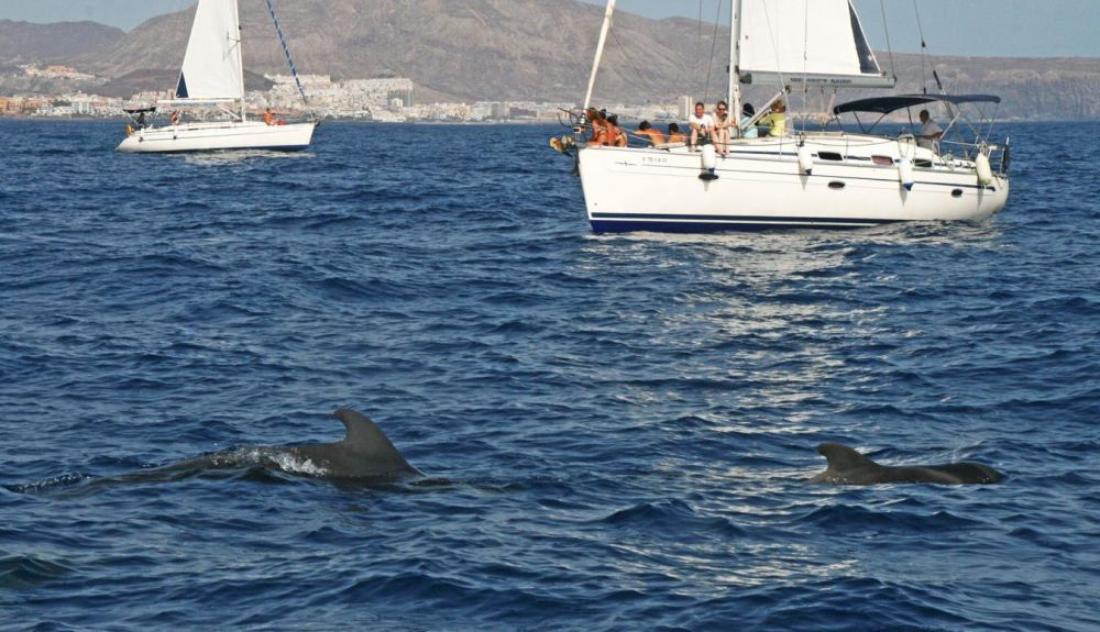 En Tenerife, se puede observar dsiversas especes marinas nadando en libertad. En Tenerife, se puede observar dsiversas especes marinas nadando en libertad.