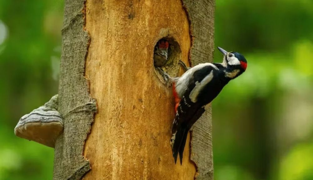 Los pájaros carpinteros golpean la superficie dura de los árboles para buscar comida, construir nidos y atraer a una pareja. Václav Matous.