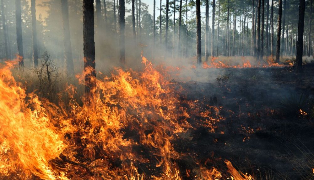 Los incendios forestales liberan grandes cantidades de CO2.