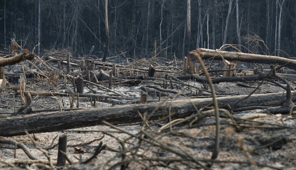 Fotografía de un bosque quemado en 2022 en el departamento de Madre de Dios (Perú).