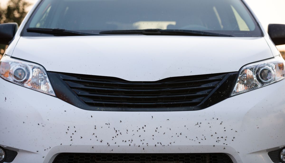 No esperes y actúa: los trucos infalibles para quitar los mosquitos del coche sin dejar huella
