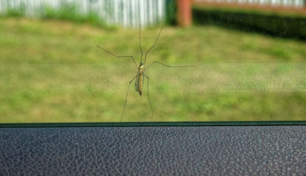 Mosquito en el cristal