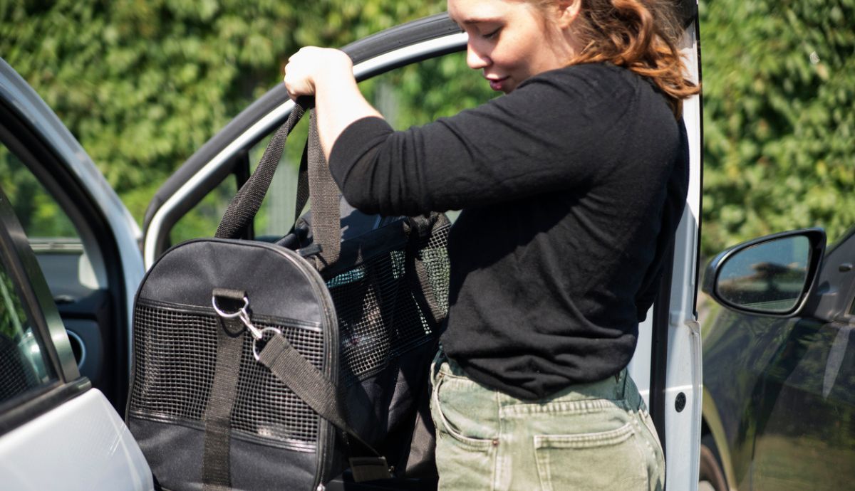 Cómo llevar el transportín del perro en el coche de forma segura