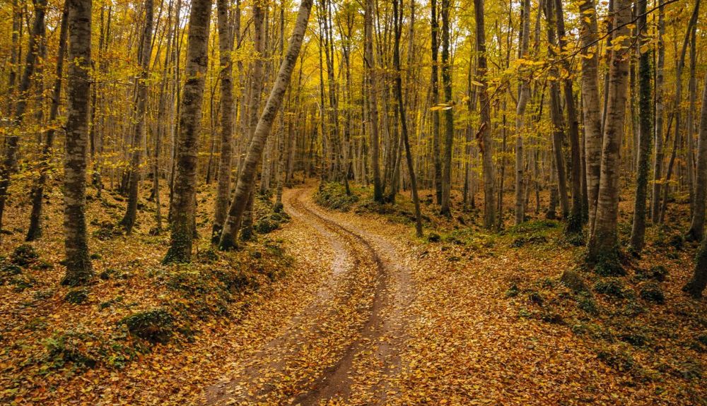 La Fageda d’en Jorda, en Girona. Foto: iStock. La Fageda d’en Jorda, en Girona. Foto: iStock.