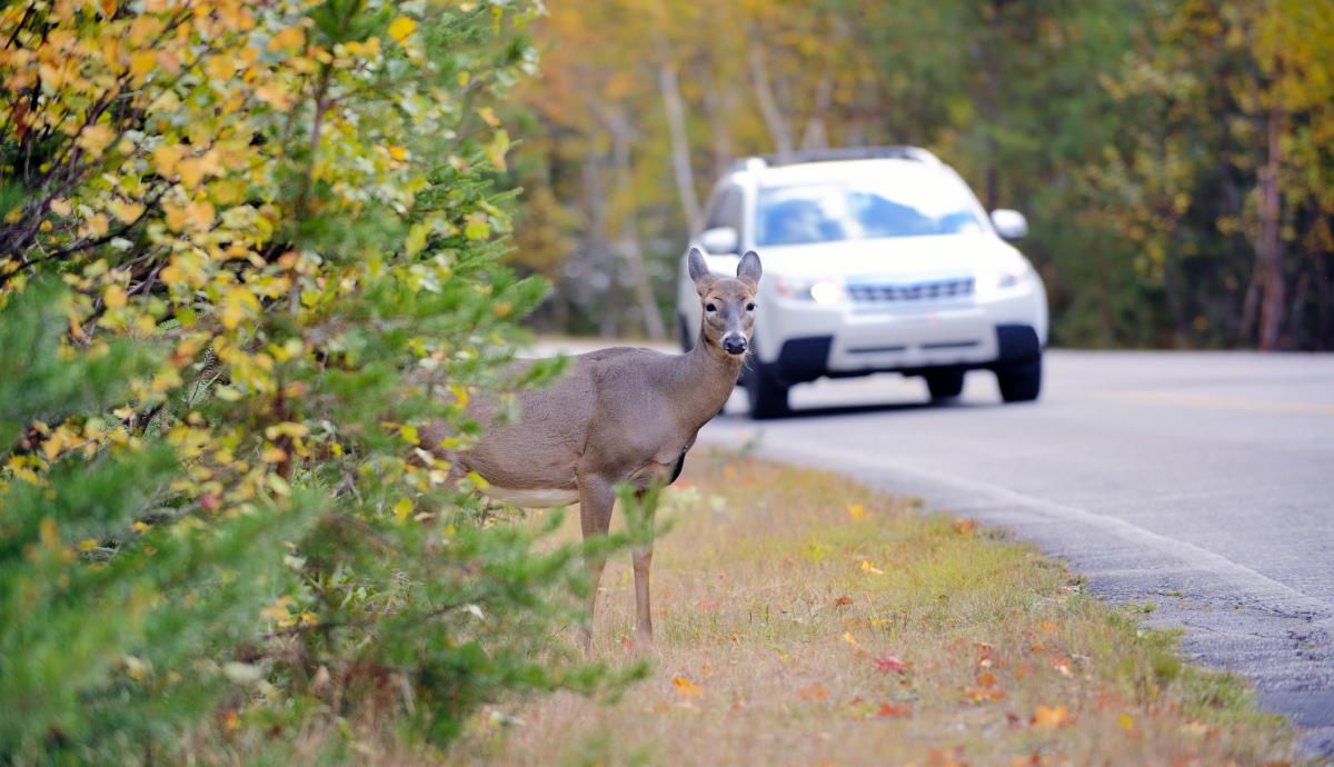 Así es la nueva tecnología de la DGT para evitar la presencia de animales en la carretera