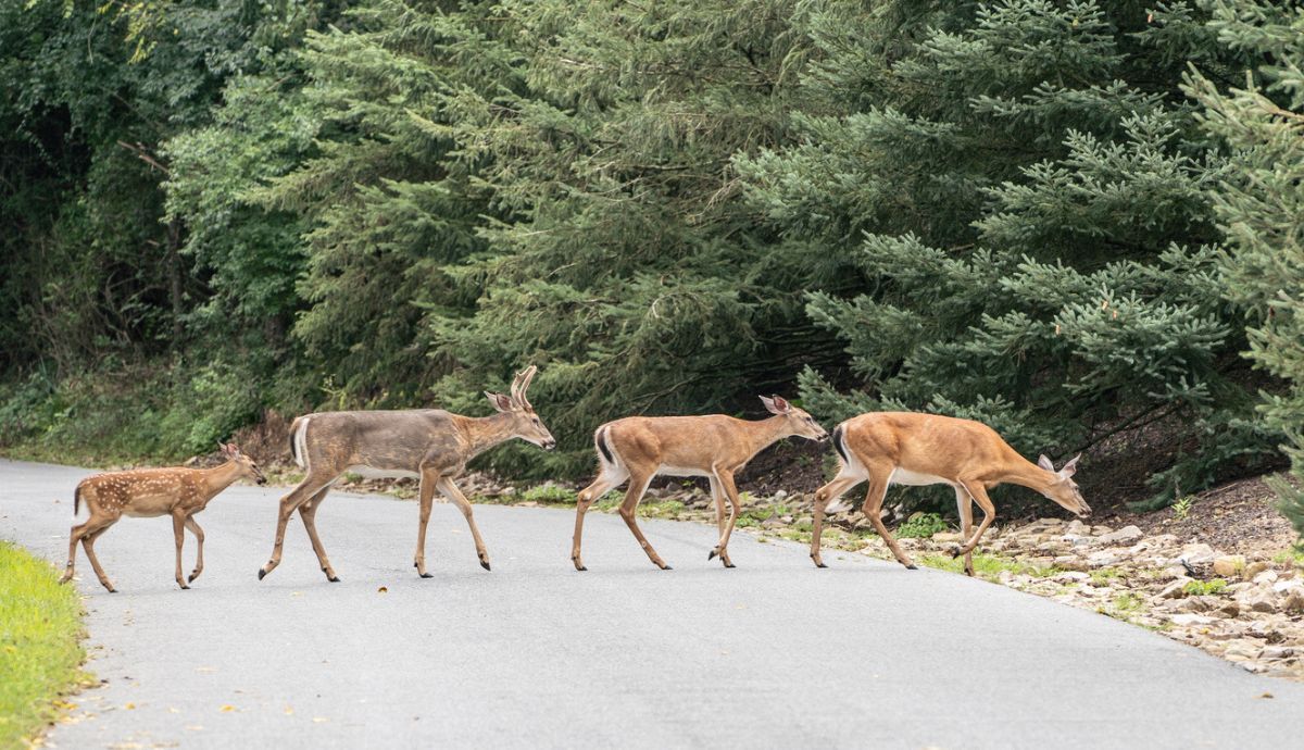 Los conductores deben ceder el paso a los animales