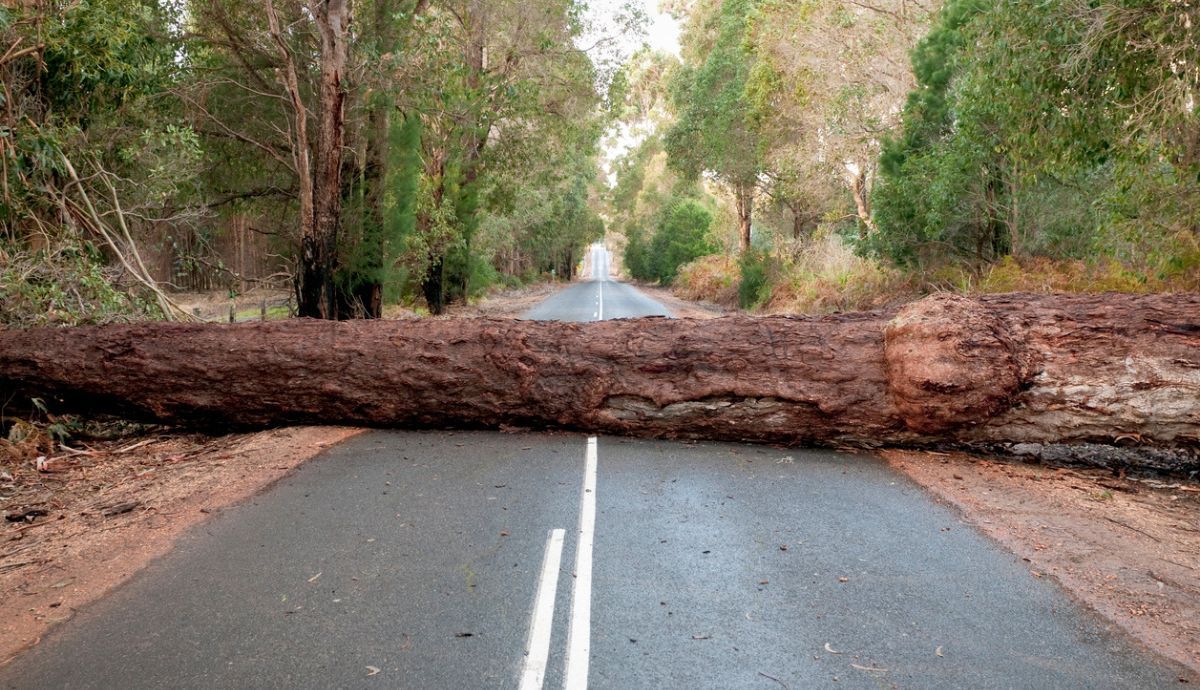 Árboles en la carretera: ¿Cómo actúa el seguro si te has dado o se ha caído?
