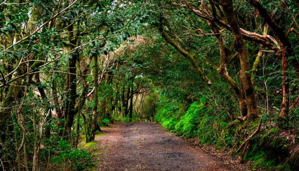  El Ayuntamiento de San Cristóbal de La Laguna ya restringe el acceso de vehículos turísticos al Parque Rural de Anaga.