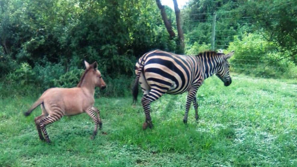 Nace un zonkey, el híbrido entre zebra y burro
