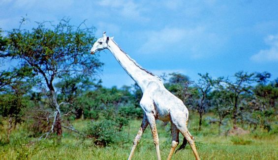 Jirafa blanca en kenia. El zonkey no es el único caso singular Jirafa blanca en kenia. El zonkey no es el único caso singular