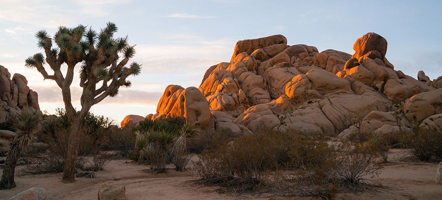 El árbol de Josué amenazado de extinción