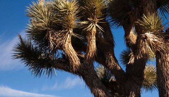 El 40% de los terrenos en los que crece el árbol de Josué está en manos privadas. iStock