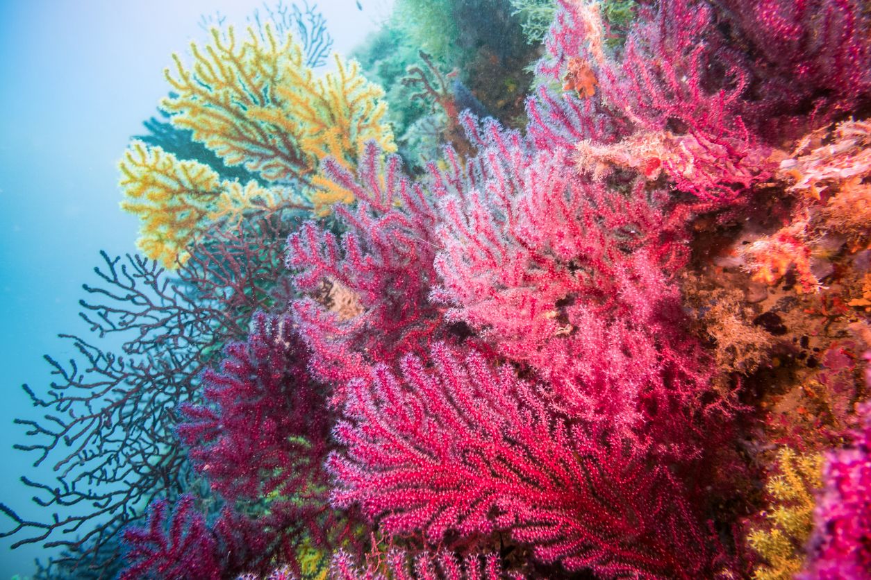 El programa Restaura Coral tiene entre sus objetivos la conservación de los ecosistemas y biodiversidad marinos. Foto: Eloi Omella