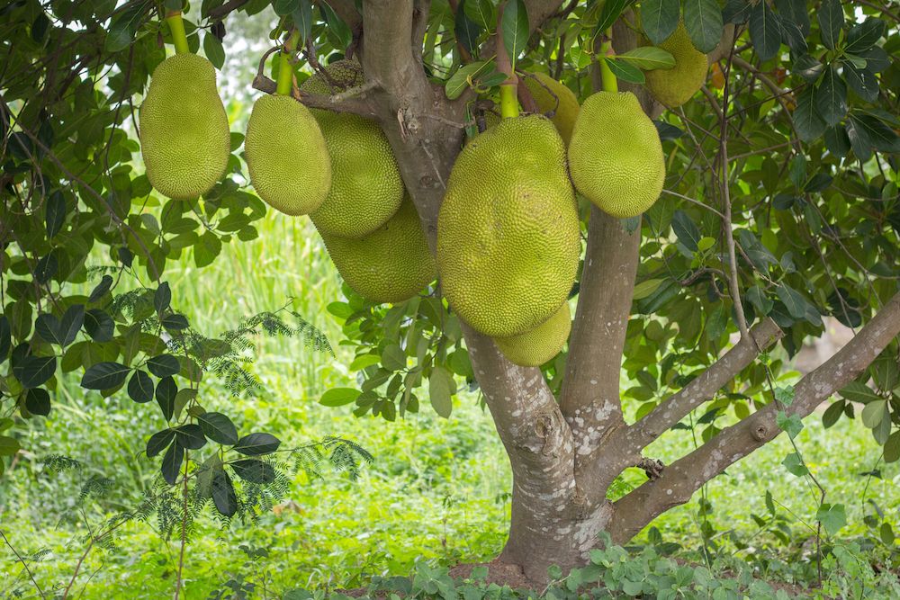 Poco atractiva a la vista, el Jackfruit es una fruta muy apreciada debido a sus propiedades.