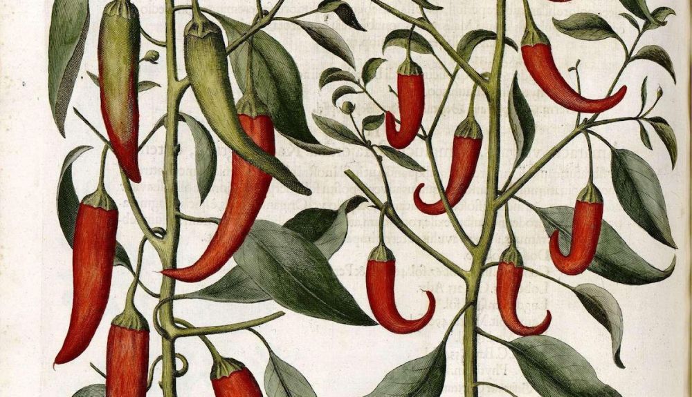 Pimientos.