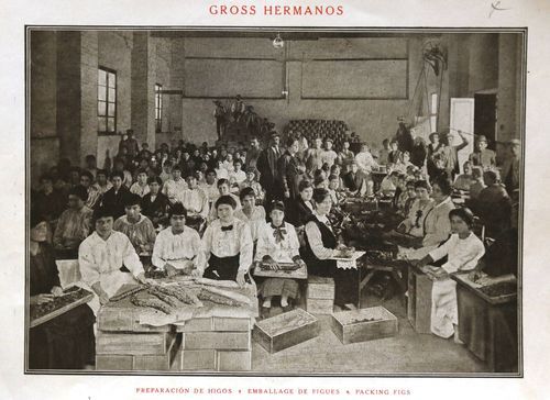 Un grupo de obreras prepara las cajas de higos en la casa comercial Gross Hermanos, que tenía los almacenes en El Bulto Archivo de Antonio Gross