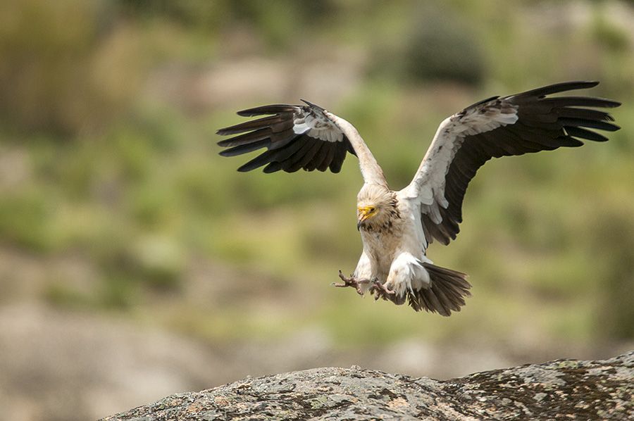 Un parque eólico amenaza el mayor dormidero de alimoche en Aragón. iStock