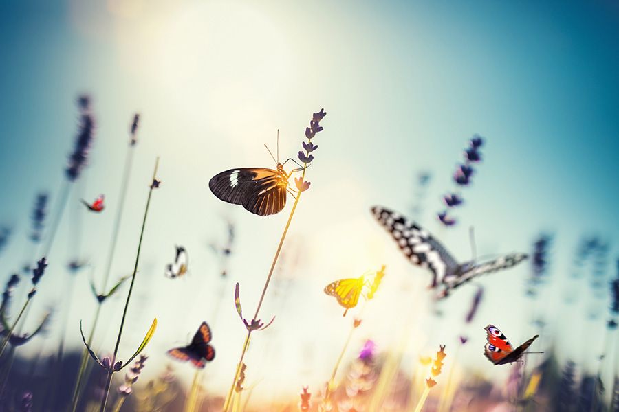 Disminuye el número de insectos en el mundo. iStock