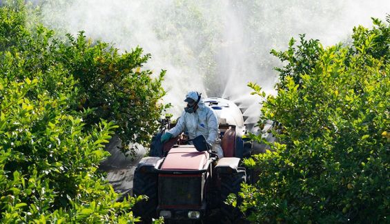 El uso de pesticidas en los campos figura como una de las causas principales en la disminución del número de insectos. iStock El uso de pesticidas en los campos figura como una de las causas principales en la disminución del número de insectos. iStock