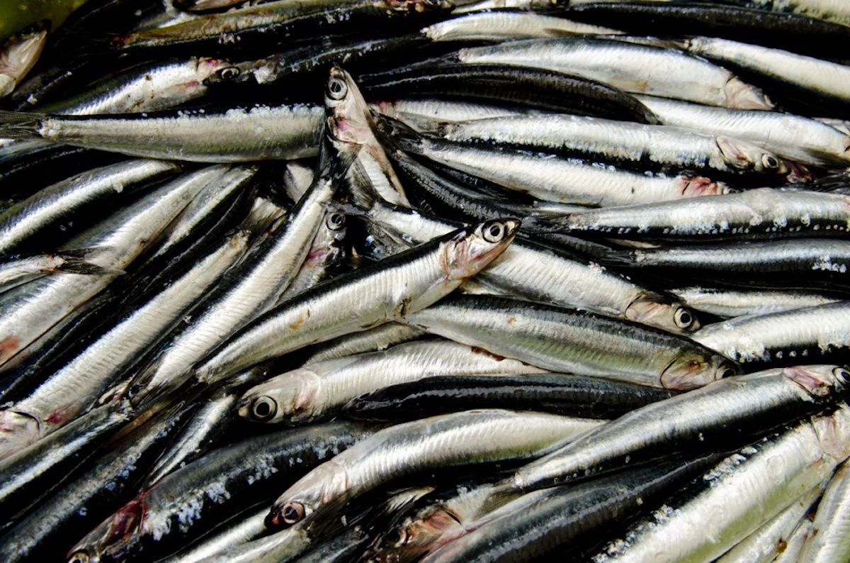 La pesca sostenible queda certificada con el sello MSC para 93 barcos del Cantábrico.