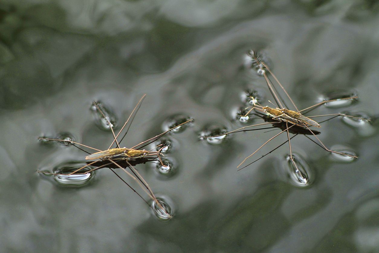 Los insectos acuáticos no están siendo tan castigados por el cambio climático. Foto: iStock