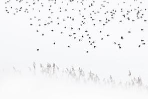 Patos, de Christoph Kaula/2020 GDT Nature Photographer of the Year