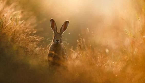 El sueño de una liebre, de Peter Lindel