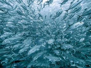 Henry Jager/2020 GDT Nature Photographer of the Year