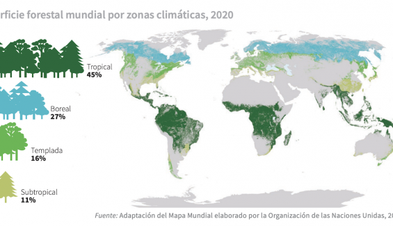 Bosques 2 Bosques 2