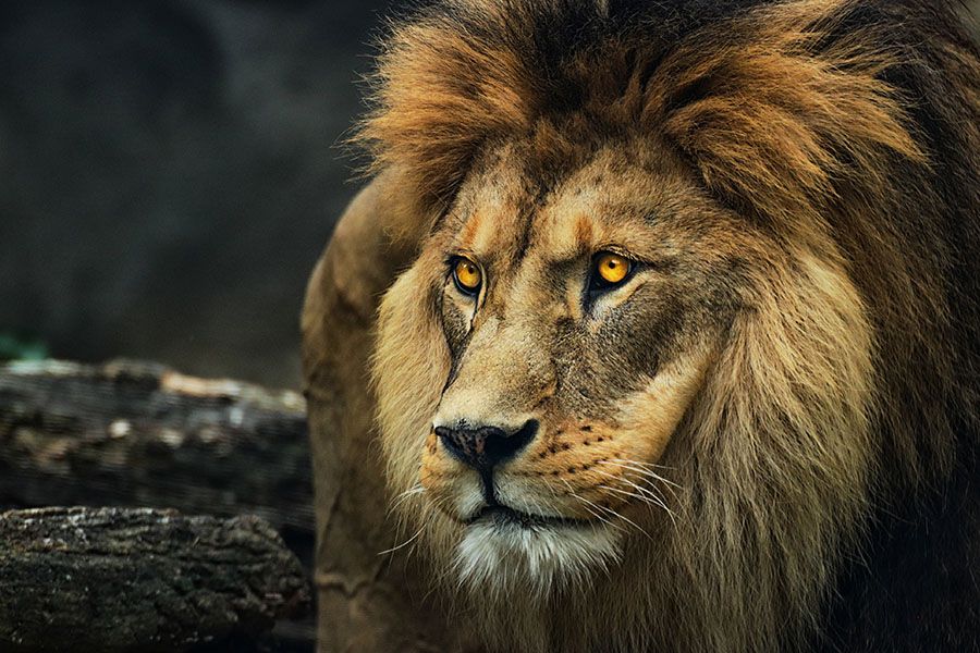 Los leones modernos provienen de dos linajes distintos que divergieron hace 70.000 años
