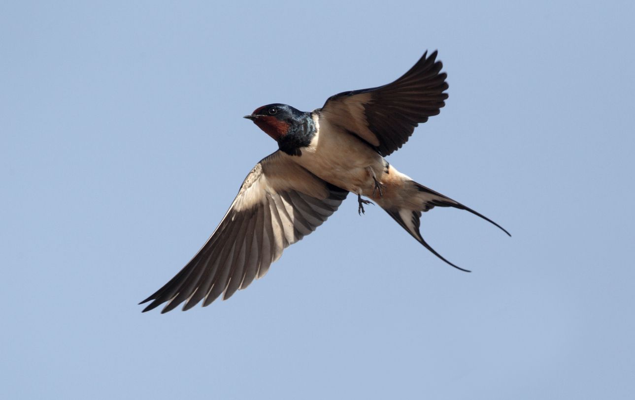 Aves migratorias como las golondrinas recorren miles de kilómetros para anidar en nuestro país. Foto: iStock