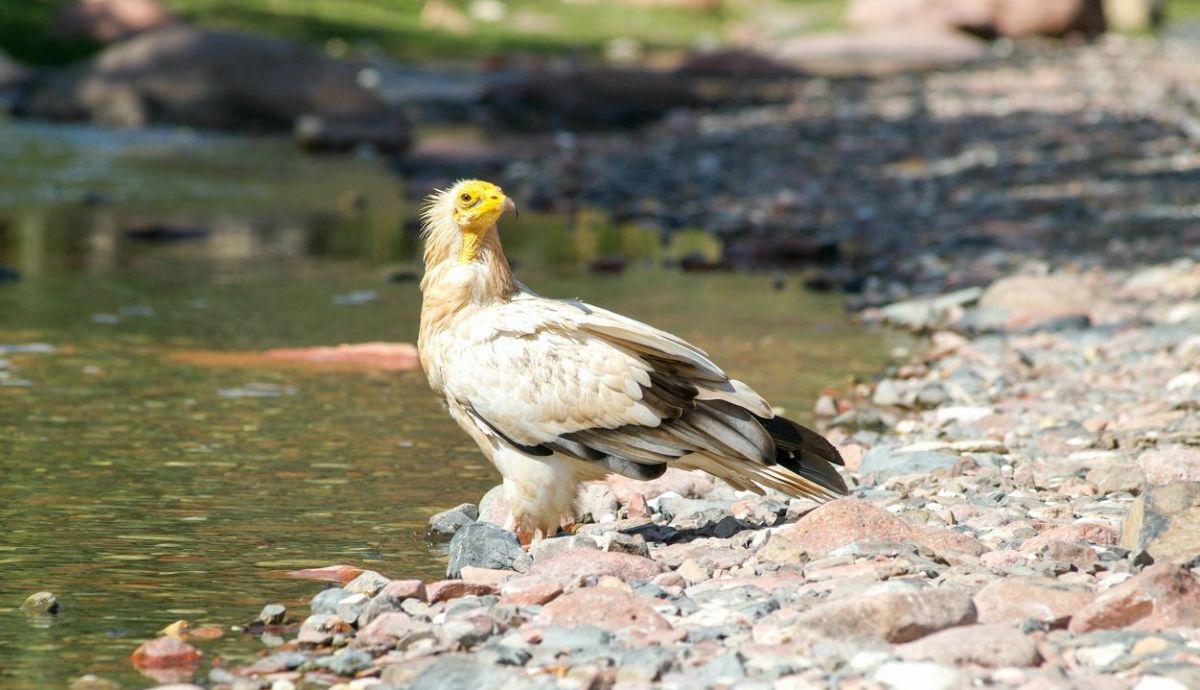 Aves migratorias Aves migratorias