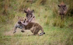 Pilla y corre, de Winfried Wisniewski/2020 GDT Nature Photographer of the Year