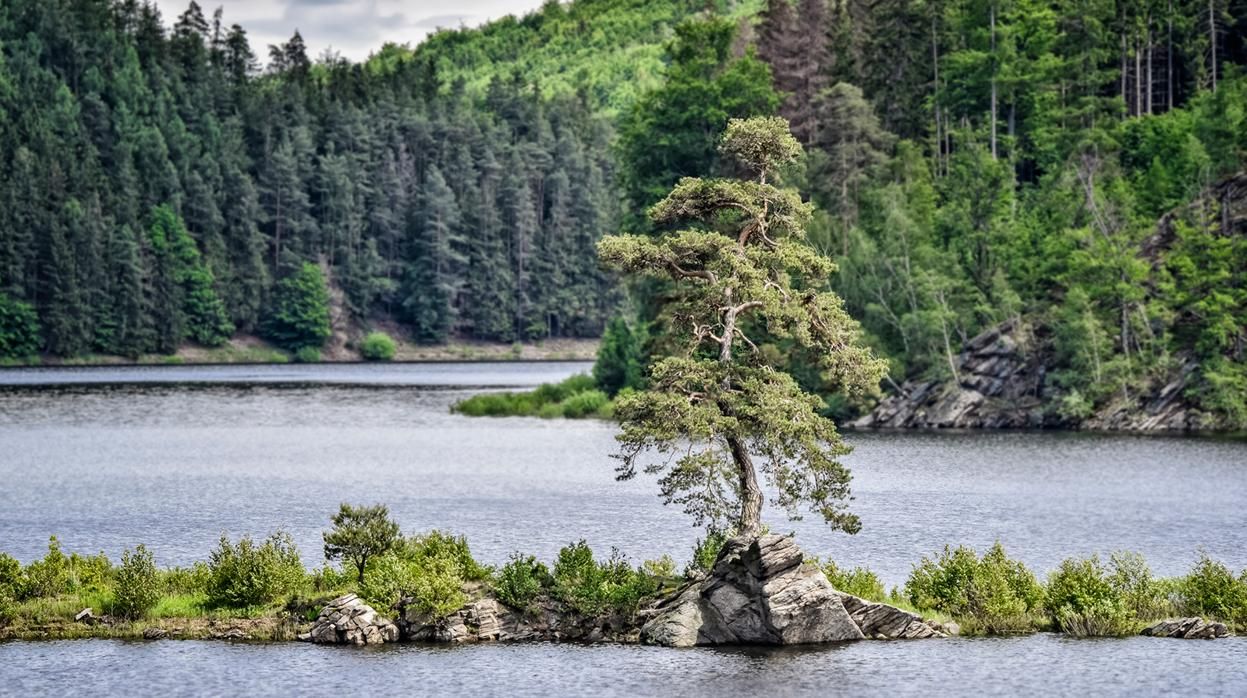 El guardián de la aldea inundada, Árbol Europeo del Año 2020. Bosques sin Fronteras.