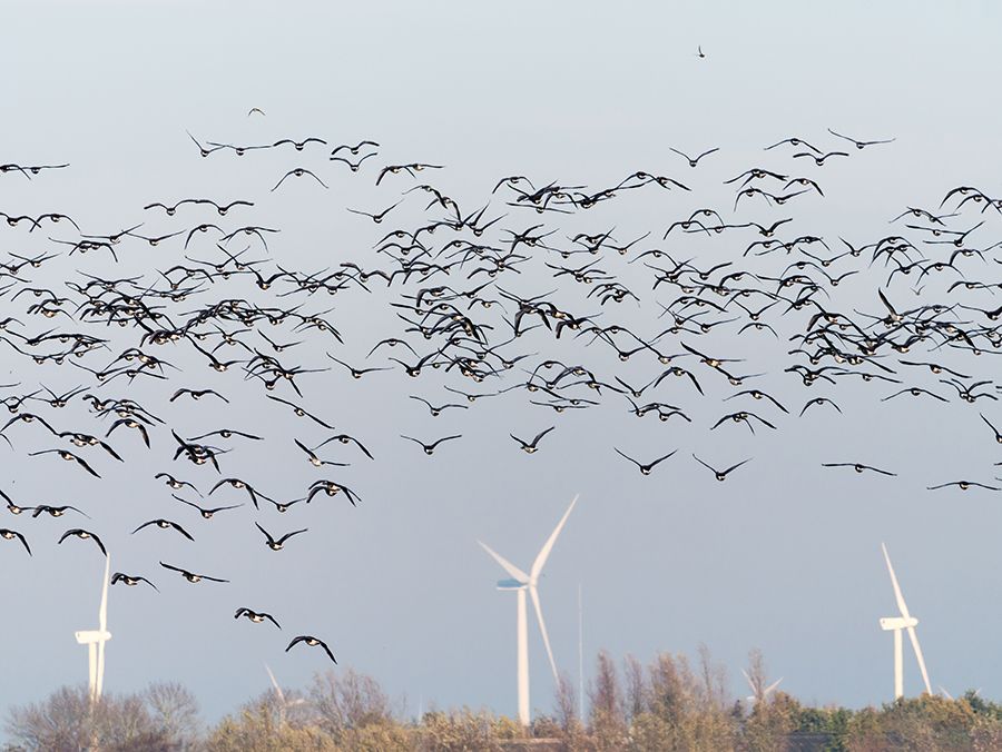 Los aerogeneradores provocan miles de muertes de aves al año. iStock