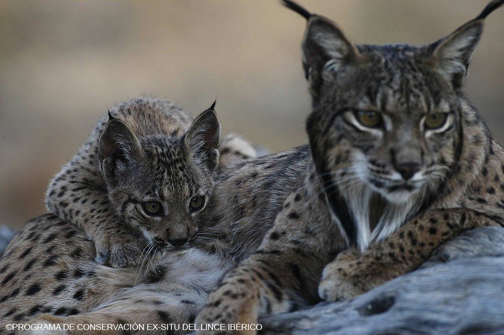 Lince ibérico naturaleza
