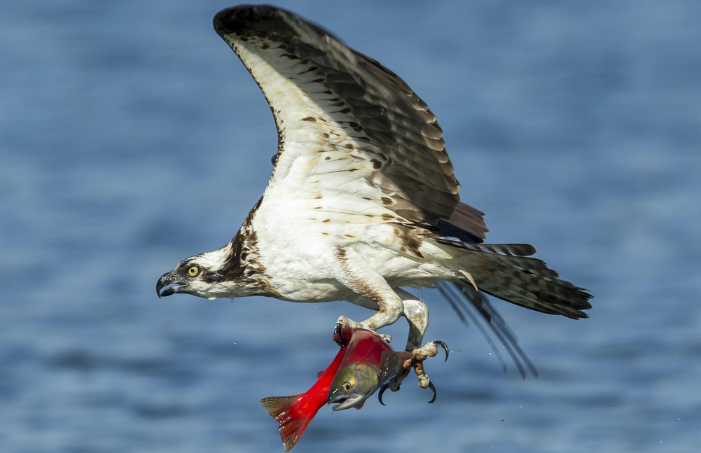 Pocas especies quedan libres de la contaminación por microplásticos. Foto: iStock