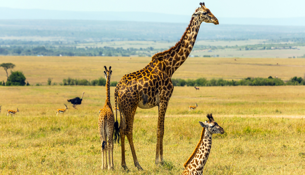 Casi 1.500 km de oleoducto amenazarán a multitud de especies y ecosistemas en África. Foto: iStock
