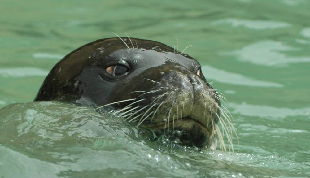 La foca monge del Mediterráneo es una de las especies en peligro de extinción en Europa. Foto: cbd-habitat