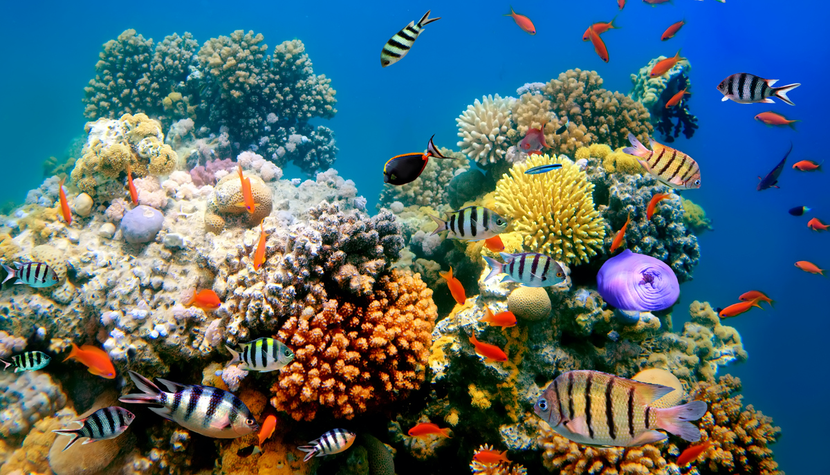 Los Océanos son un soporte vital para nuestra existencia. Foto: iStock