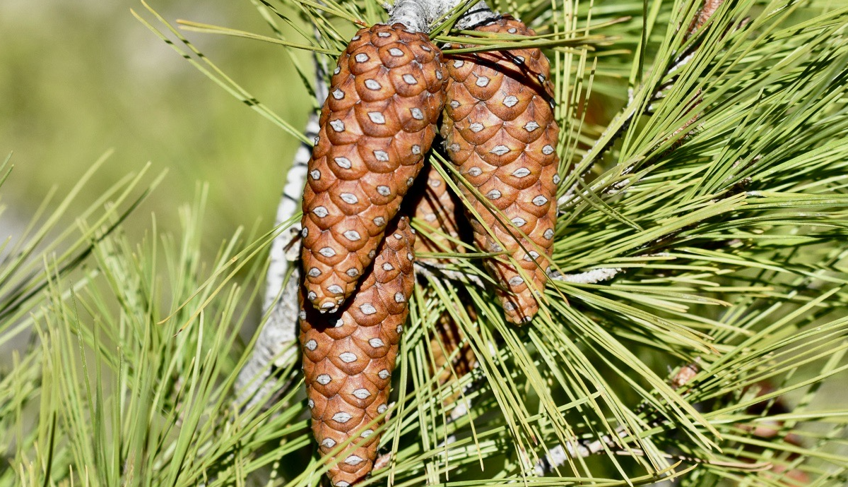Foto: iStock