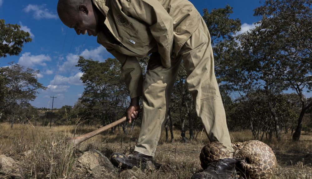BrentStirton SouthAfrica Professional NaturalWorldWildlife 2020 BrentStirton SouthAfrica Professional NaturalWorldWildlife 2020