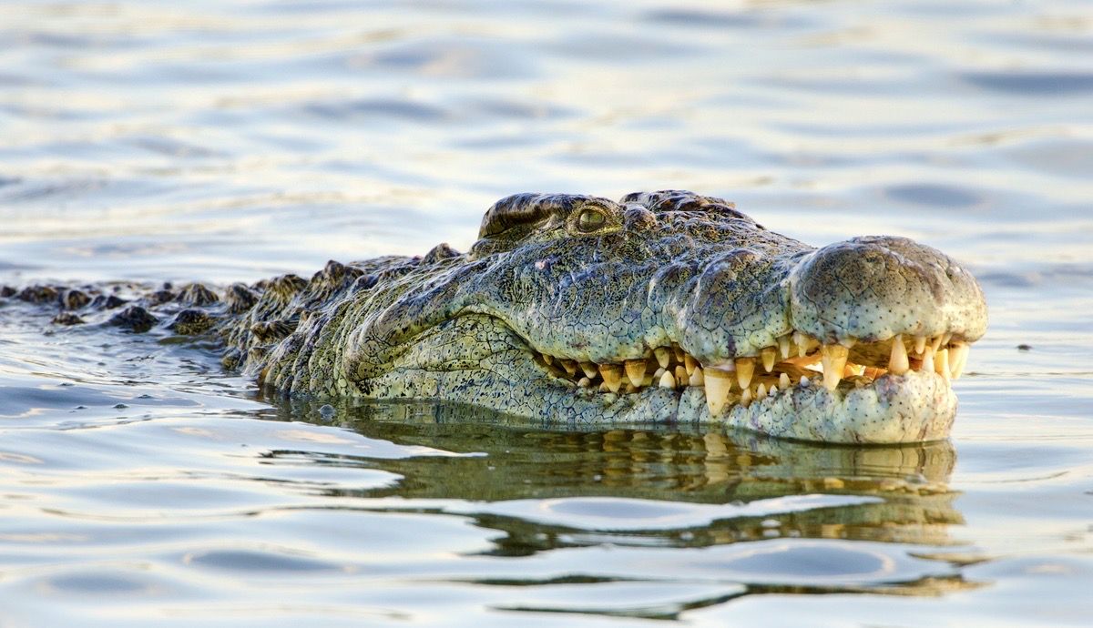 Foto: iStock