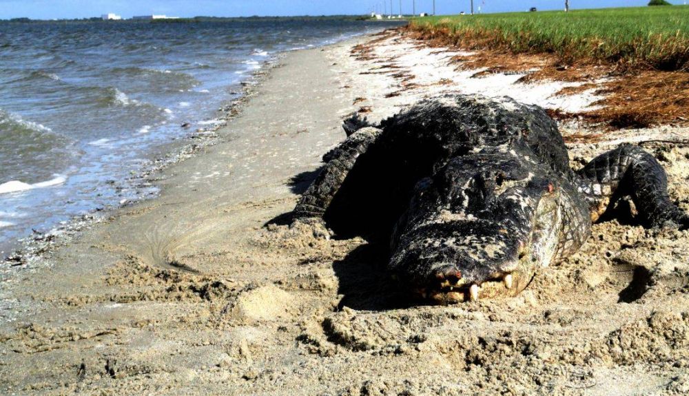 Aligator americano en una playa Aligator americano en una playa