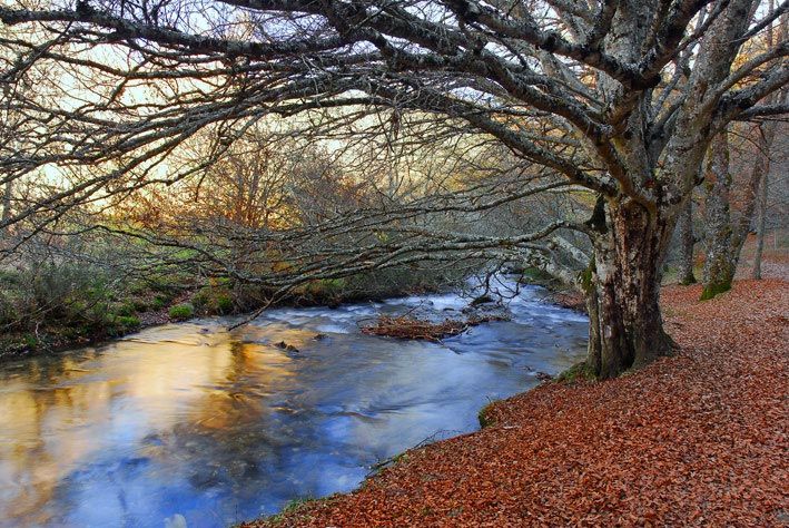 La presencia del río Jarama en el Hayedo de Montejo ayuda a ensalzar aún más la belleza del paisaje.