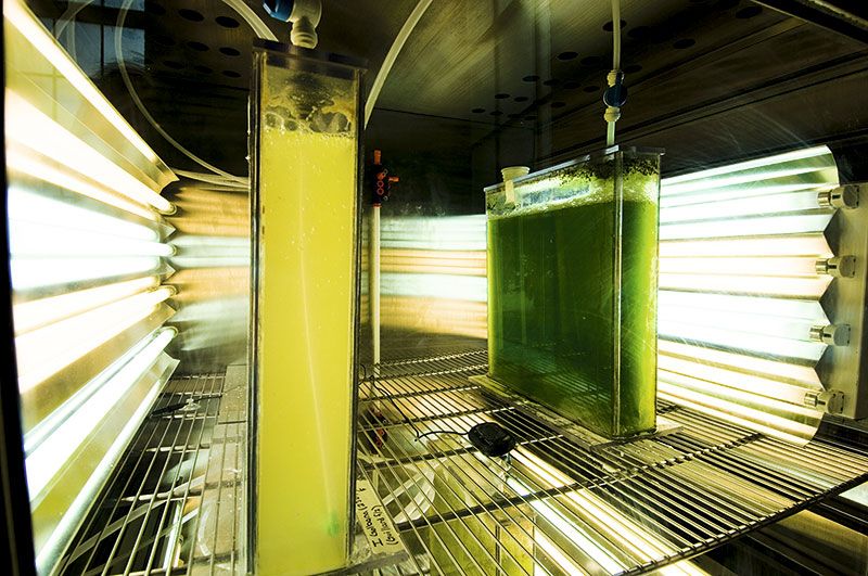 Algas, el combustible alternativo definitivo