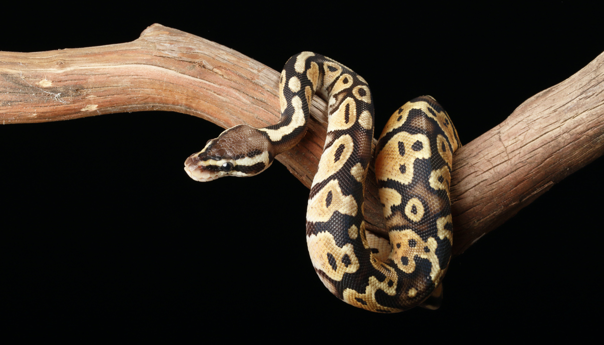 La pitón real o pitón bola se encuentra entre las especies invasoras catalogadas en España. Foto: iStock