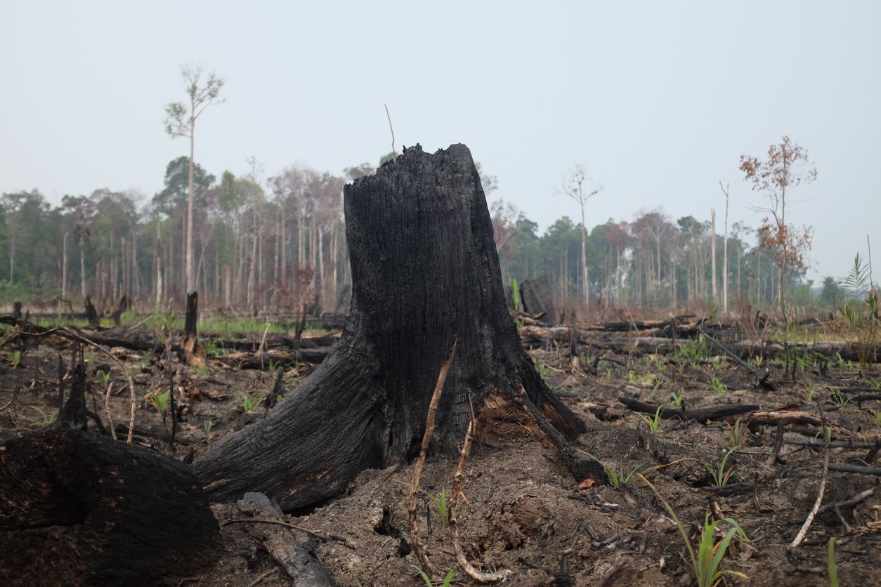 La palma y la soja para biocombustibles llevarán a la deforestación de millones de hectáreas. Foto: iStock