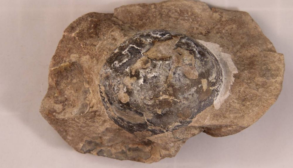 Huevos de dinosaurio 33