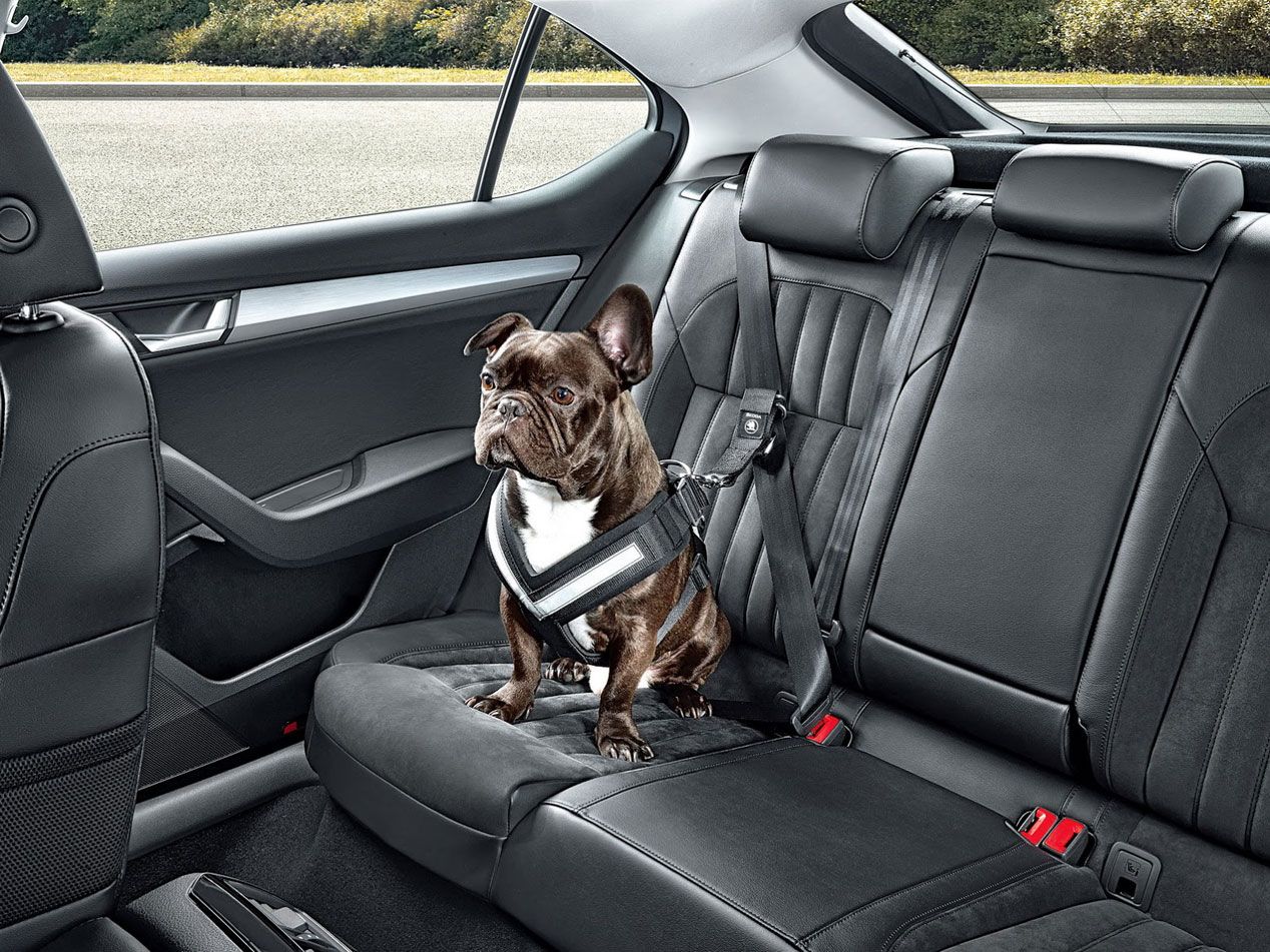 Tu perro seguro y como un rey con Skoda